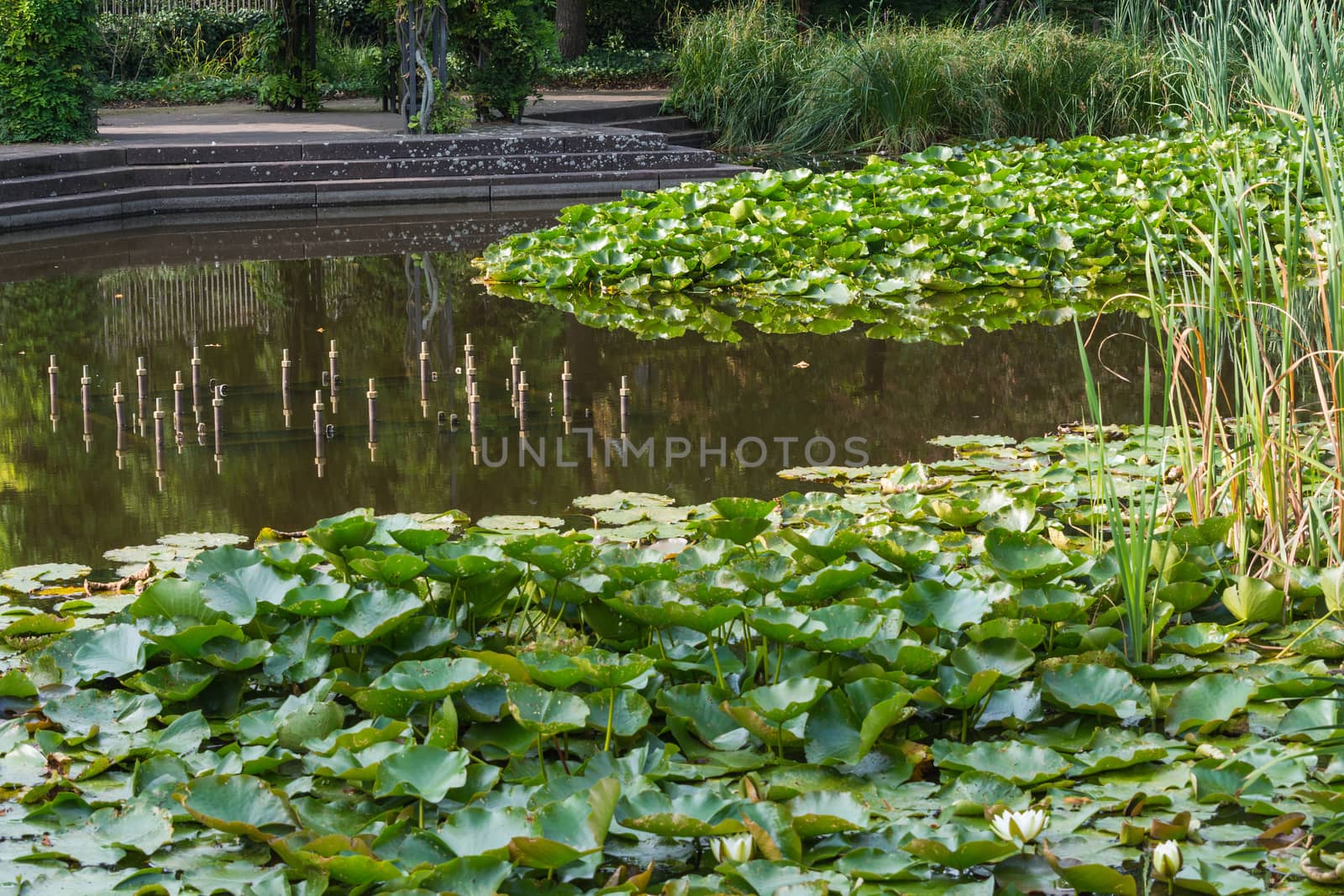 White water lily; Nymphaea, Alba; Hever, White on a pond