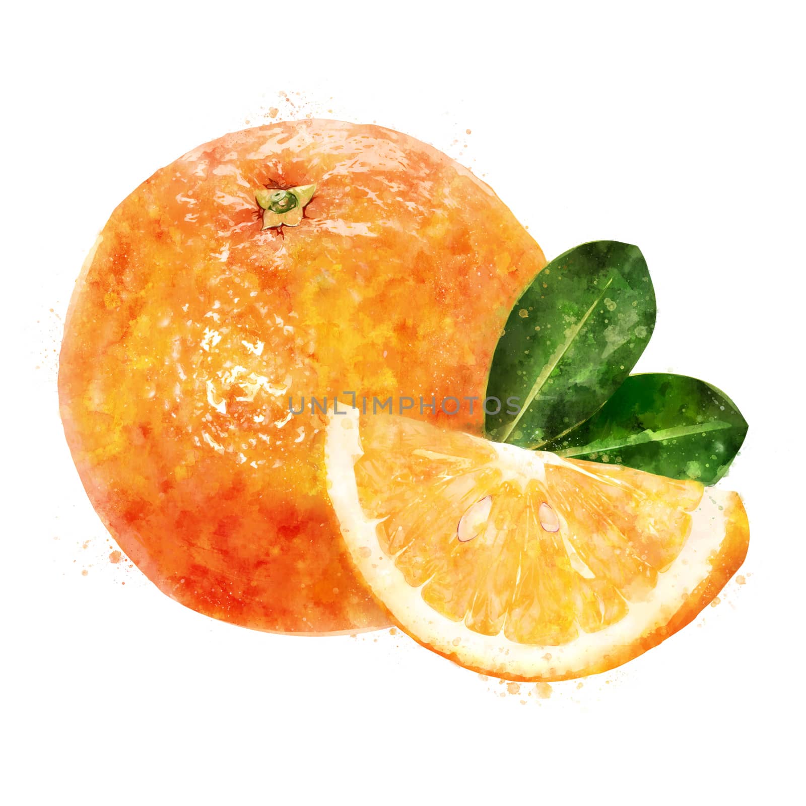 Orange on white background. Watercolor illustration by ConceptCafe