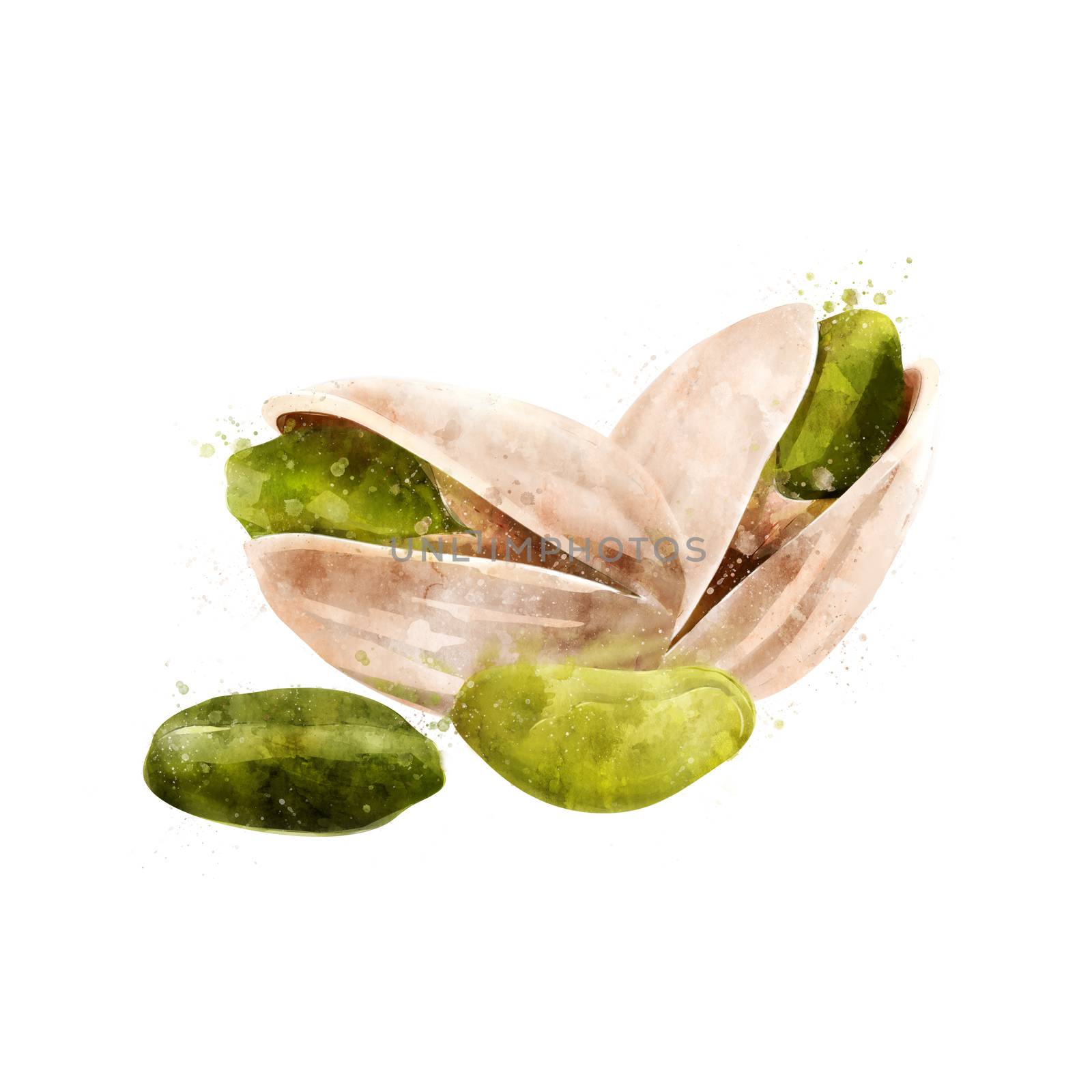 Pistachios on white background. Watercolor illustration by ConceptCafe