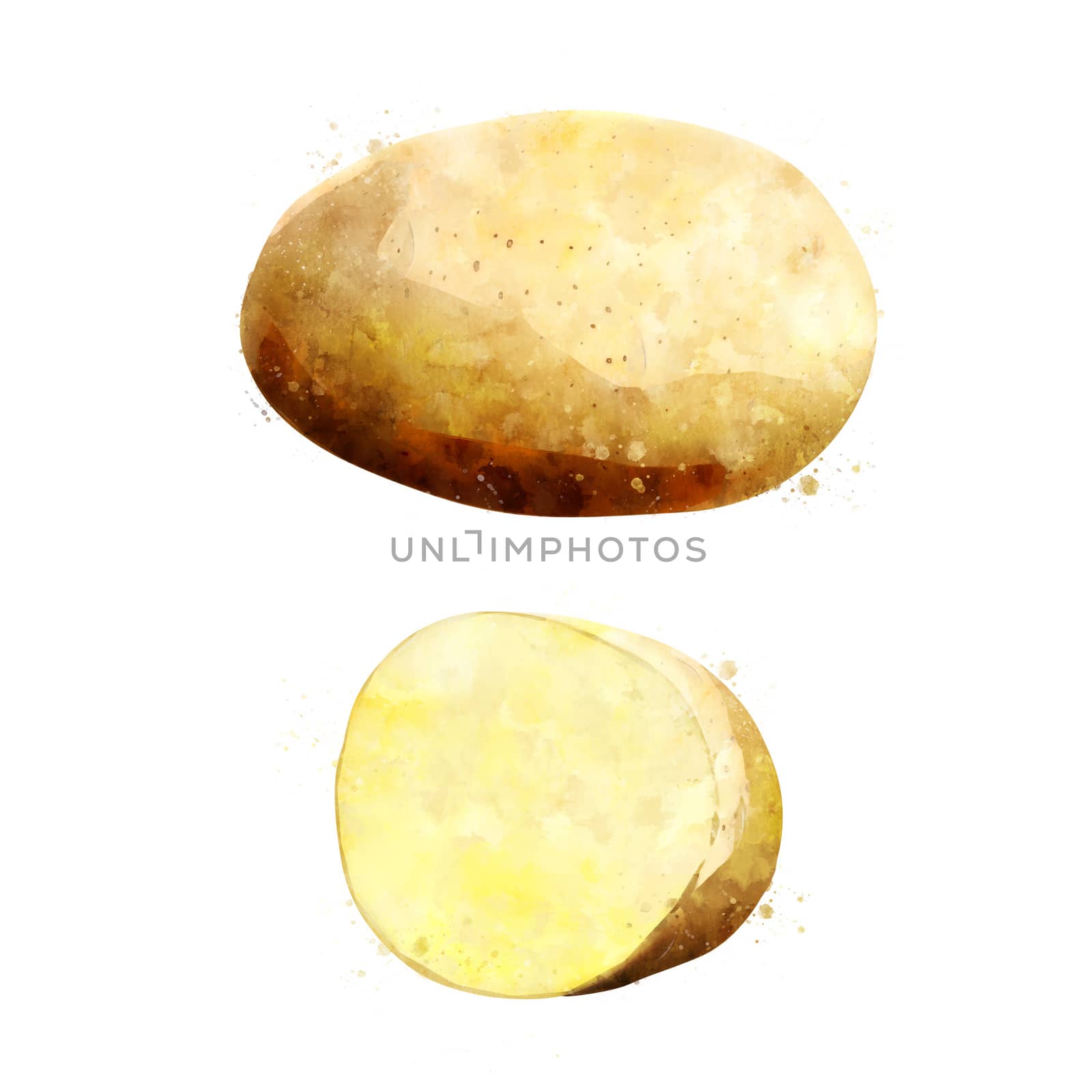 Potato on white background. Watercolor illustration by ConceptCafe