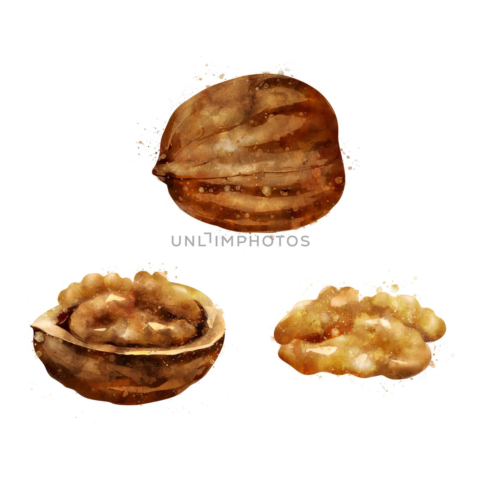 Walnut on white background. Watercolor illustration by ConceptCafe