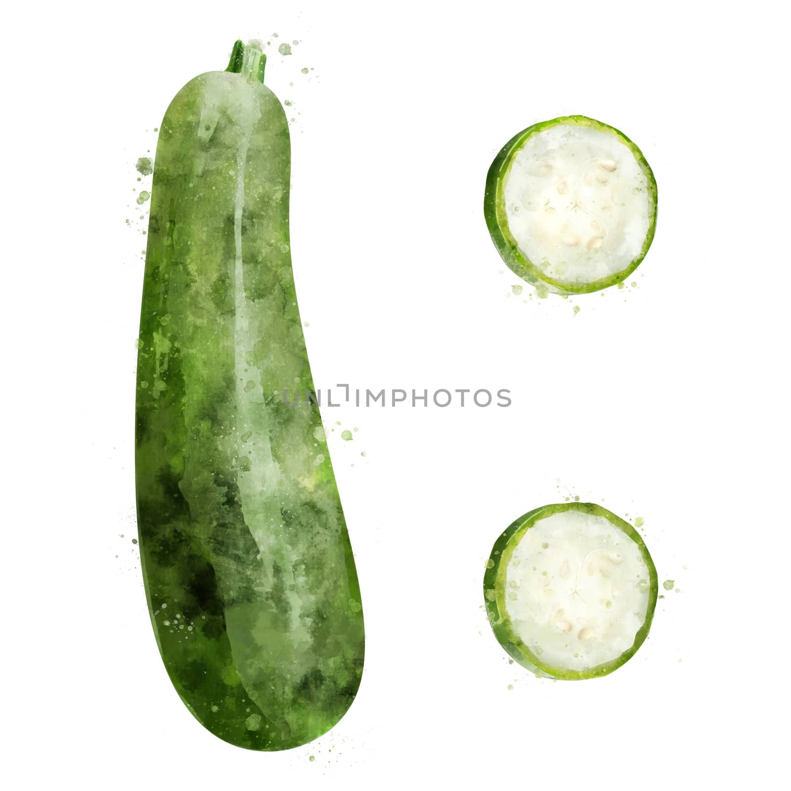 Zucchini, isolated illustration on a white background