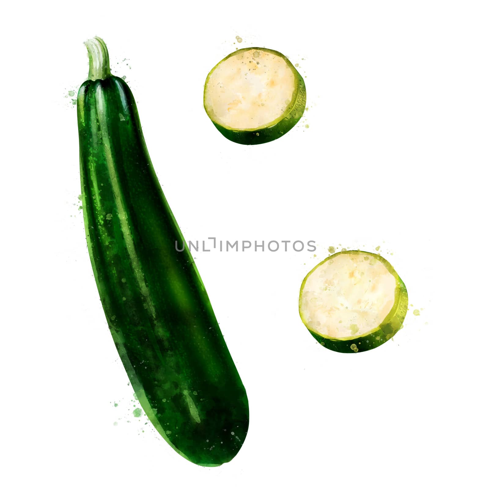 Zucchini on white background. Watercolor illustration by ConceptCafe