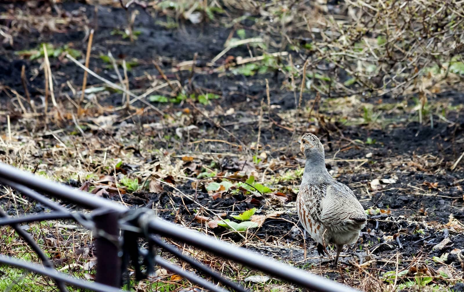 partridge is removed from the photographer by valerypetr