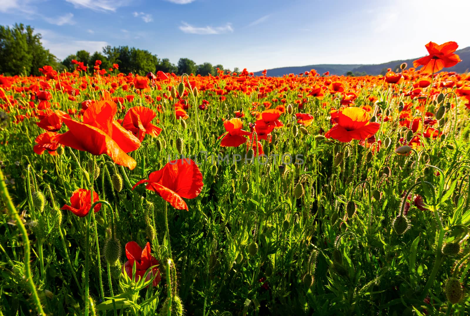 poppy field in summer evening. beautiful nature scenery with vivid flowers in sunset light