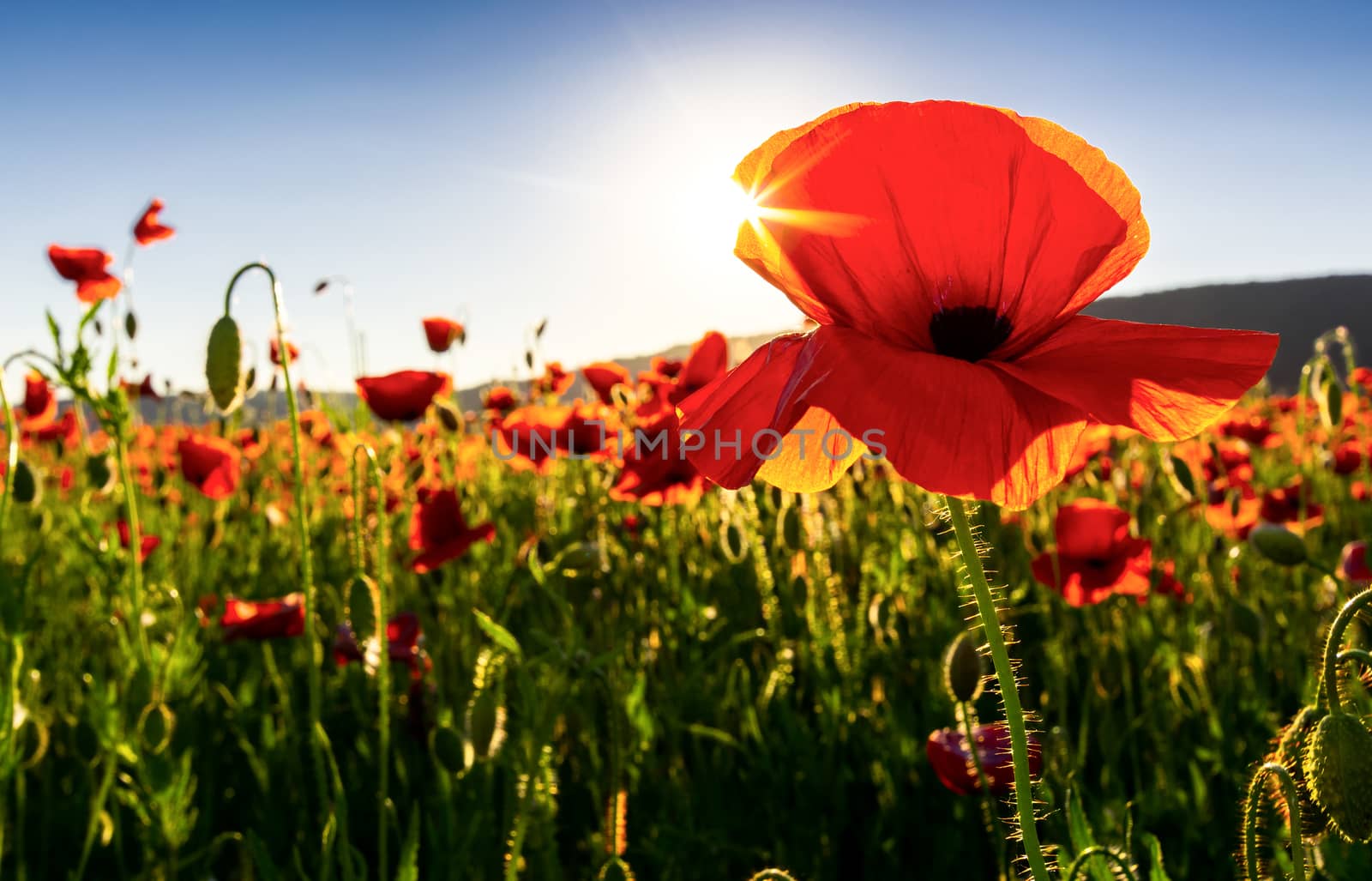 poppy flowers close up in the field by Pellinni