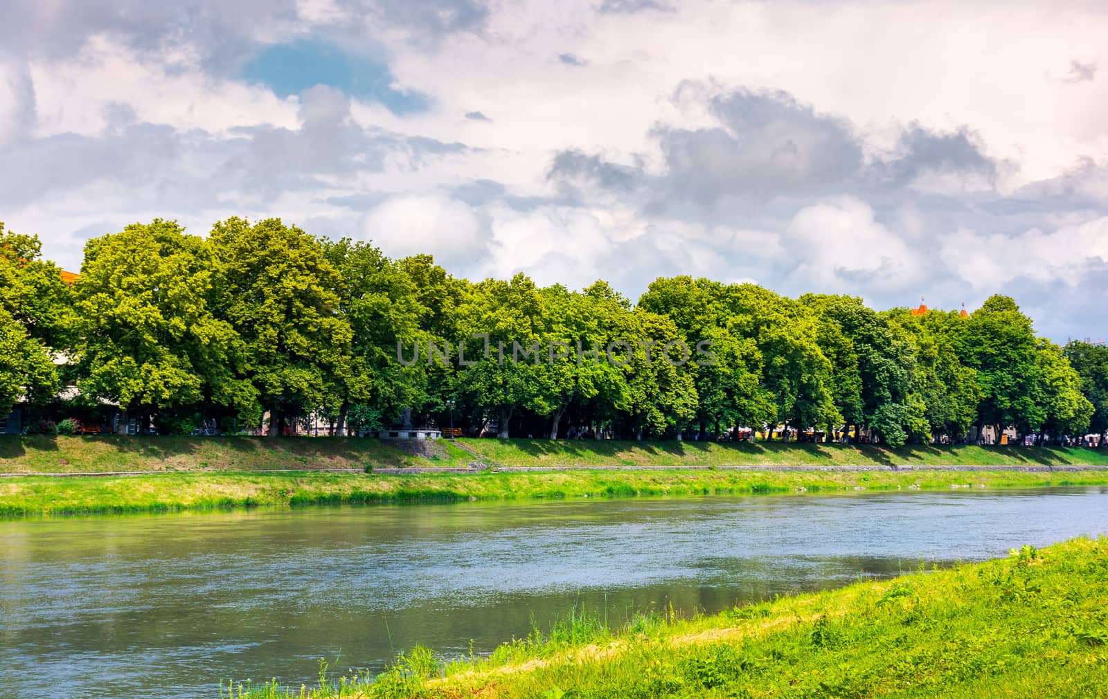 linden alley on the bank of the river Uzh. beautiful urban summer landscape. popular location of old town. great weather with blue sky and some clouds