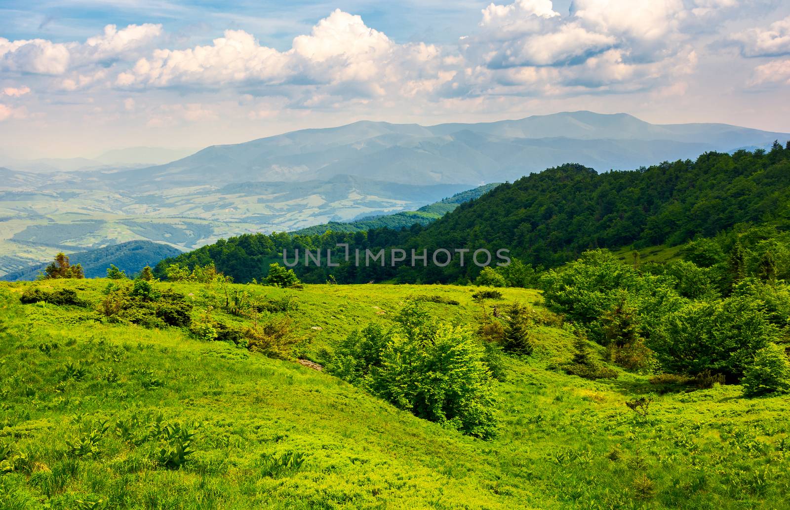 grassy hillside of Carpathian mountains. magnificent Borzhava mountain ridge in the distance. viewing location mountain Pikui.