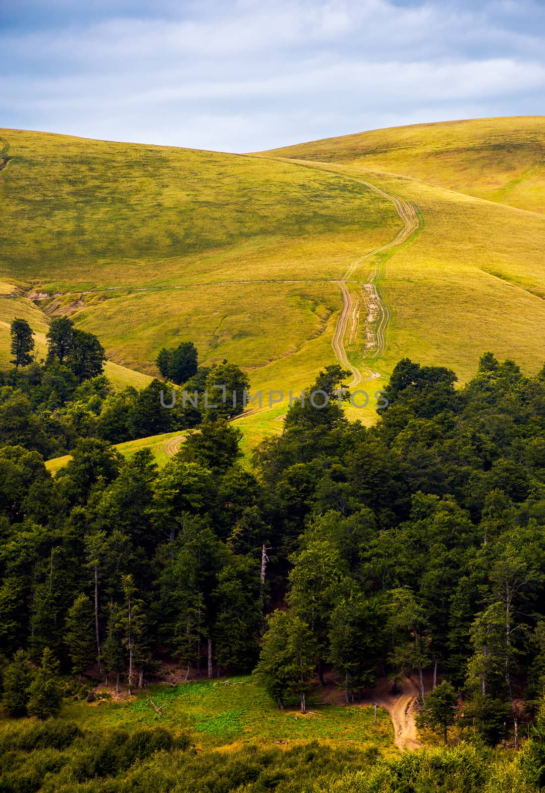 path through birch forest to the mountains by Pellinni