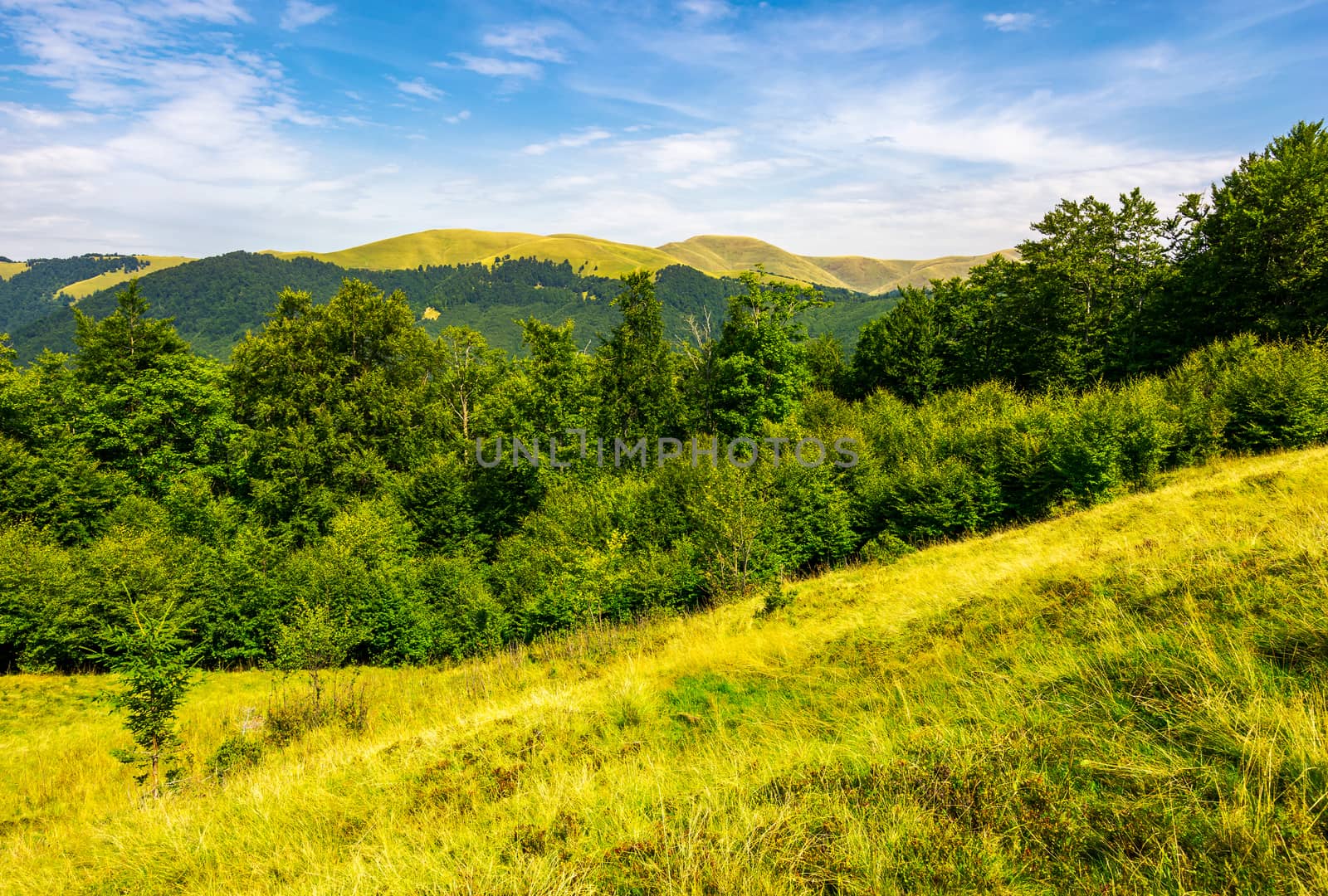 forested hills and meadows of Svydovets ridge by Pellinni