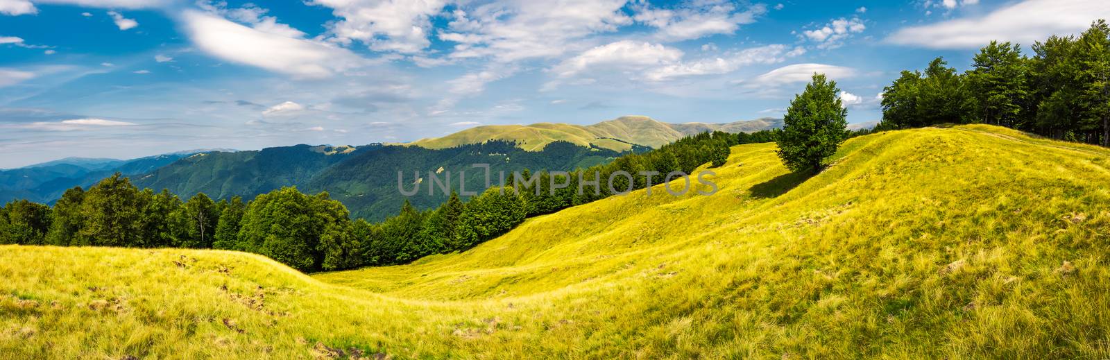 panorama with trees on the grassy hillside by Pellinni