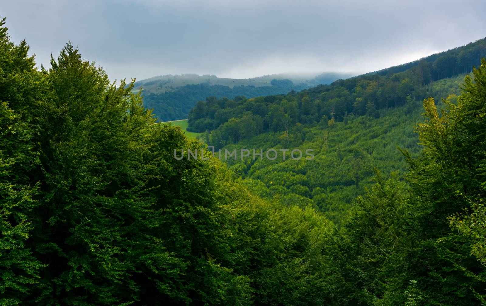 mountain behind the forested hill by Pellinni