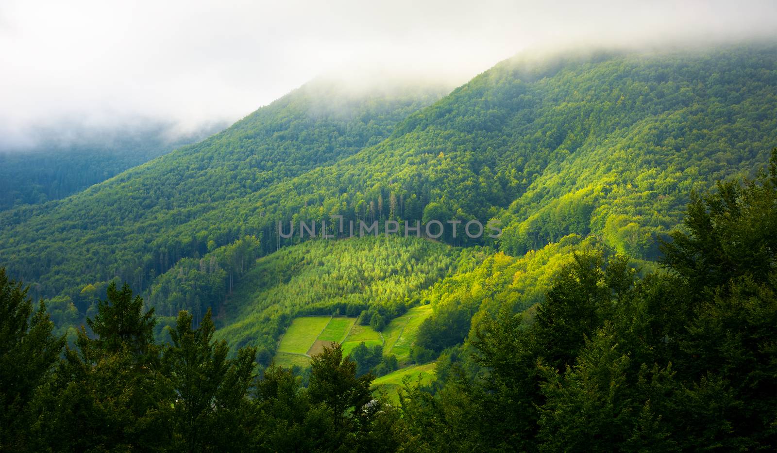 mountain forest in morning fog by Pellinni