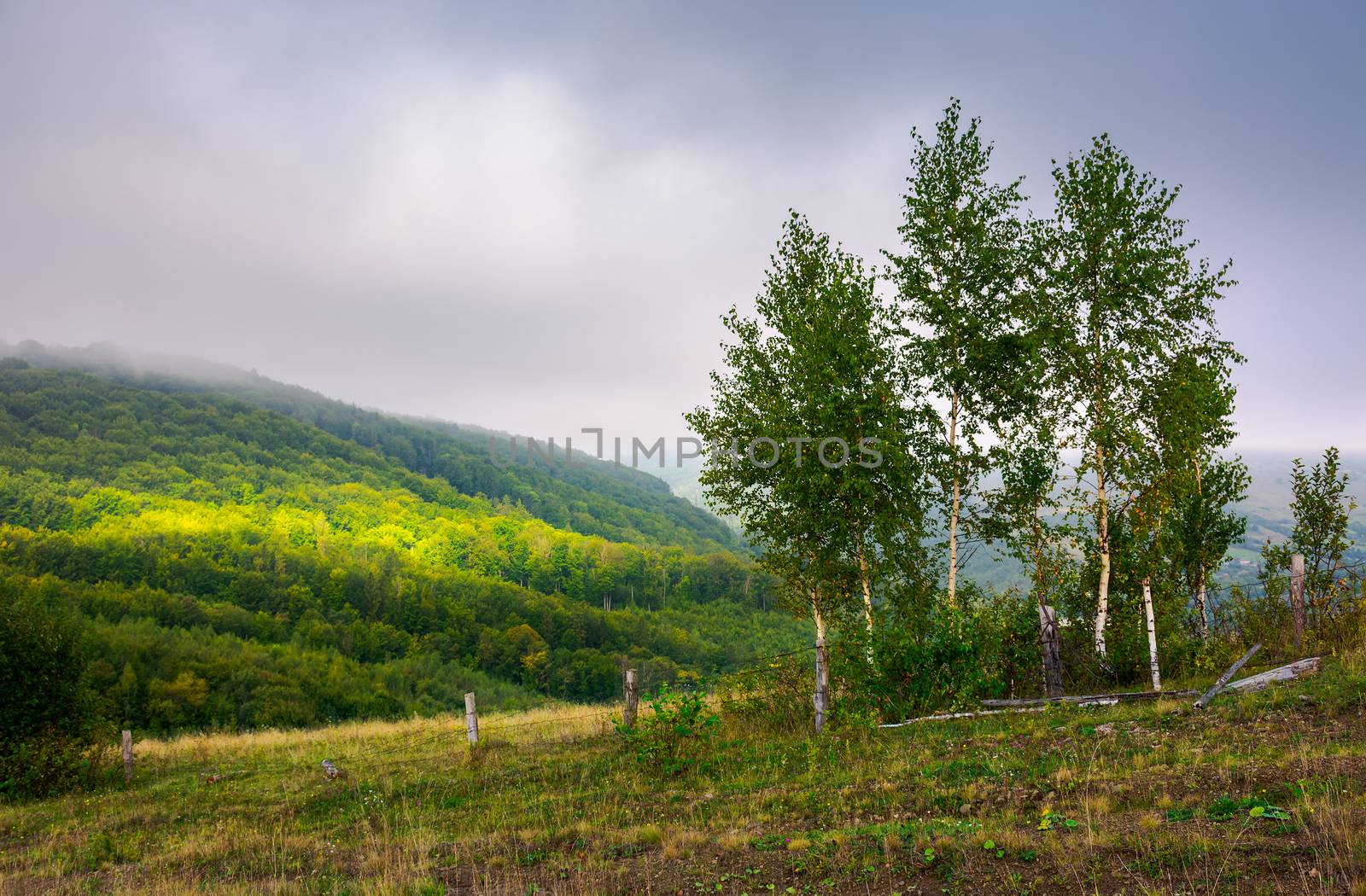 birch trees behind the fence on a hillside in autumn. lovely countryside scenery in mountains under overcast sky. beam of light drops on distant mountain
