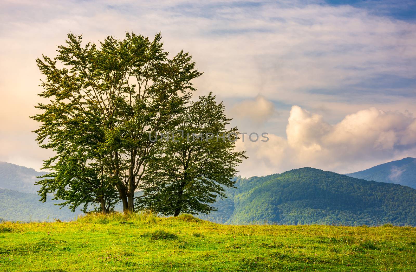 few trees on edge of a grassy hillside at sunrise with gorgeous sky. lovely autumnal scenery in mountains