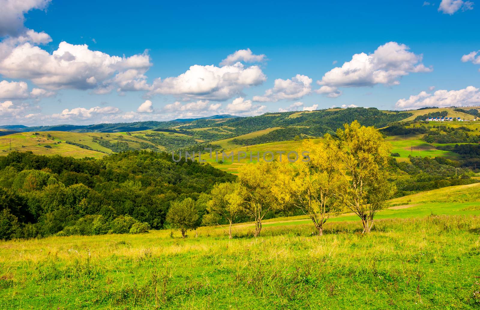 row trees a hillside in autumn. lovely countryside scenery in mountains under the blue sky with fluffy clouds