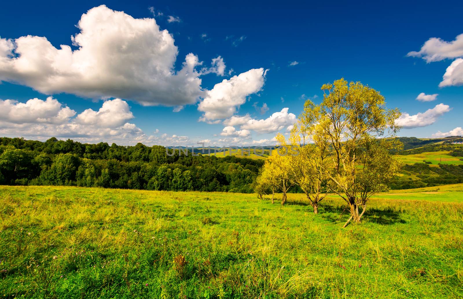 row trees a hillside in autumn. lovely countryside scenery in mountains under the blue sky with fluffy clouds