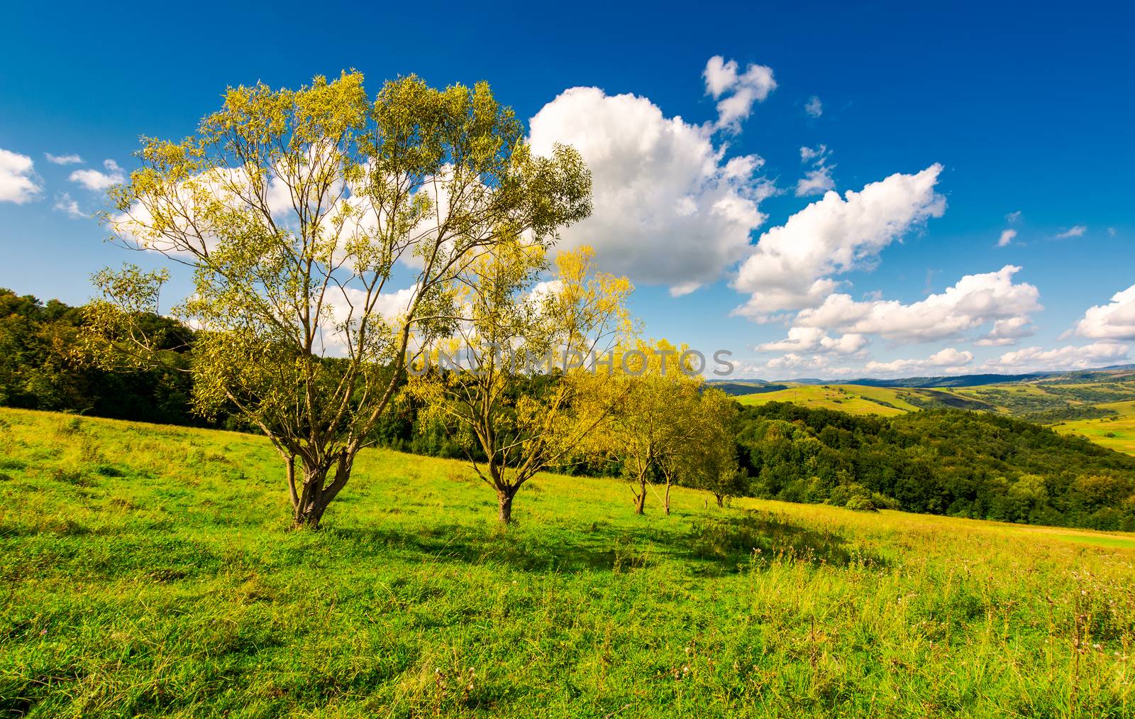 row trees a hillside in autumn by Pellinni