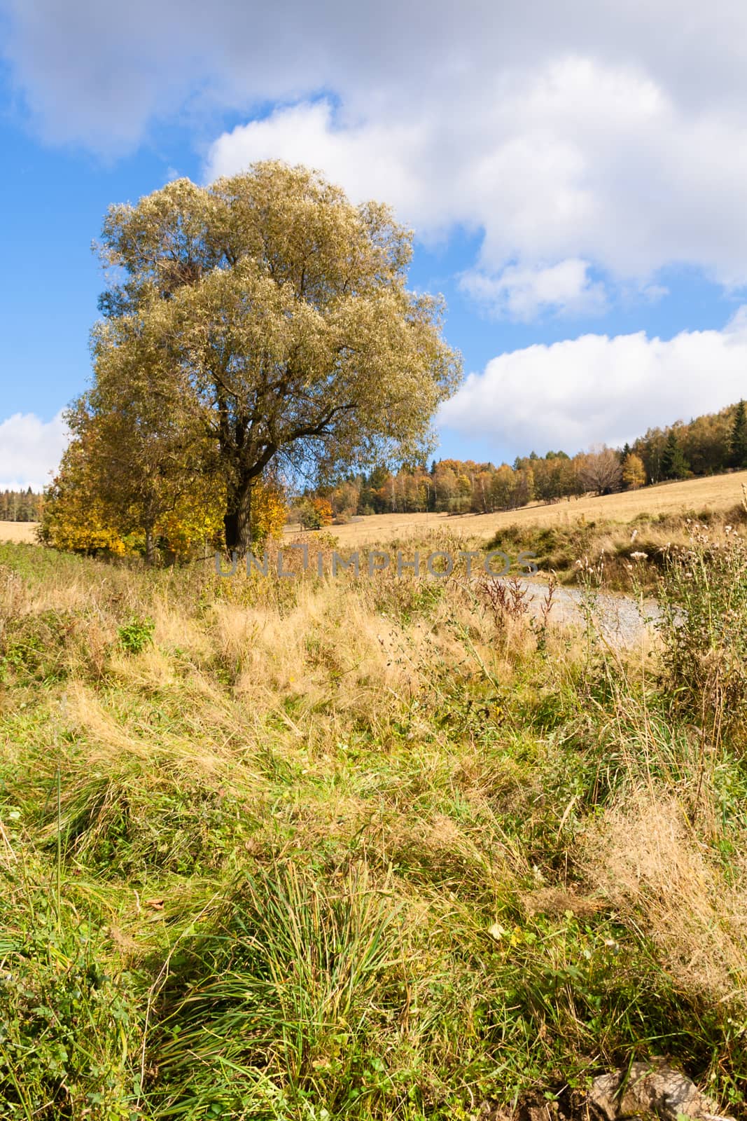 Autumn tree on the meadow