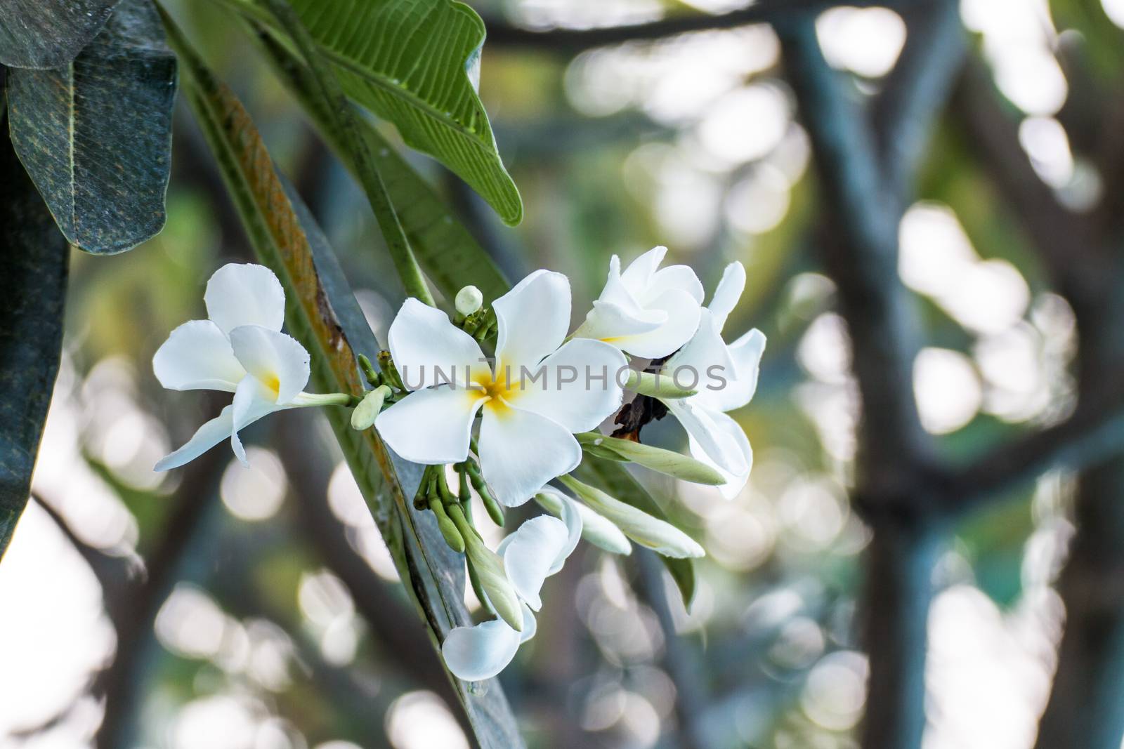 beautiful tropical flowers frangipani (plumeria) by N_u_T