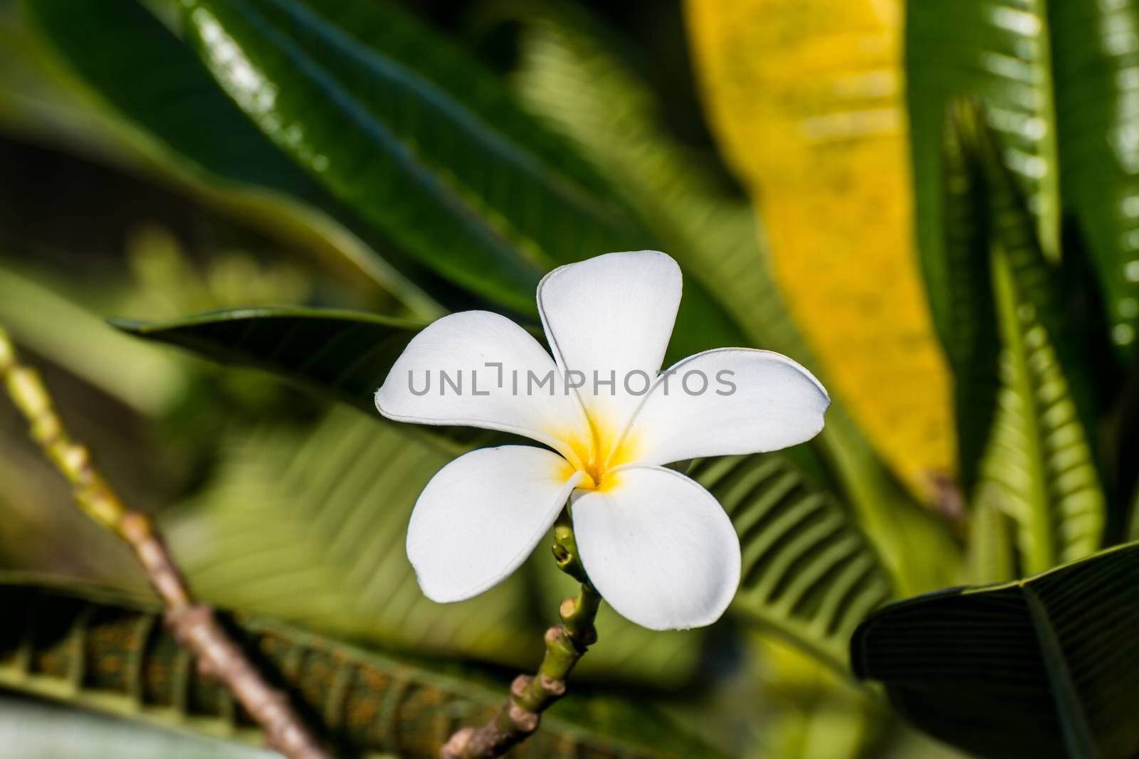 beautiful tropical flowers frangipani (plumeria) by N_u_T