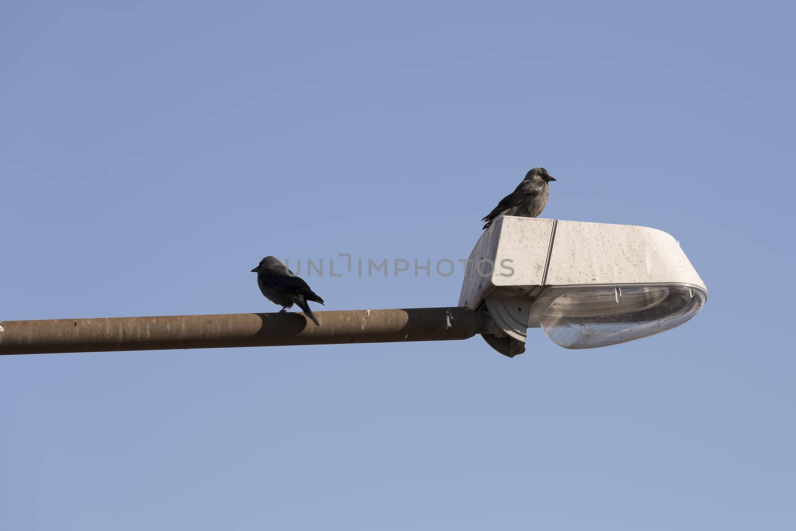 Pair of Western jackdaws on Street Light with a blue sky.