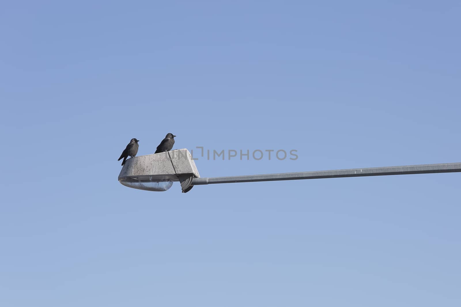 Pair of Western jackdaws on Street Light with a blue sky.