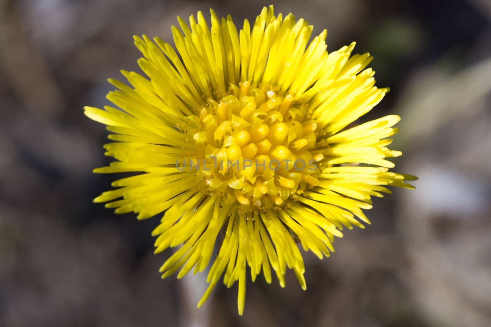 Tussilago farfara Close up macro image.