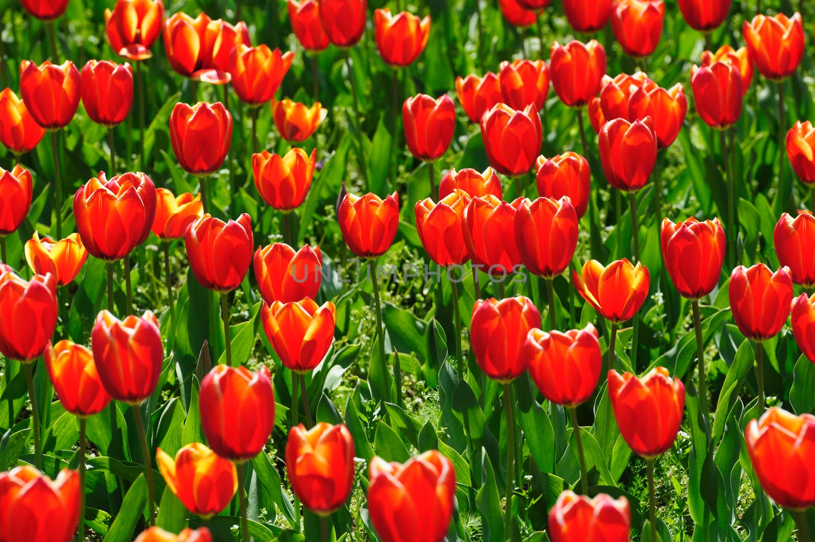 Beautiful tulips fields during the springtime