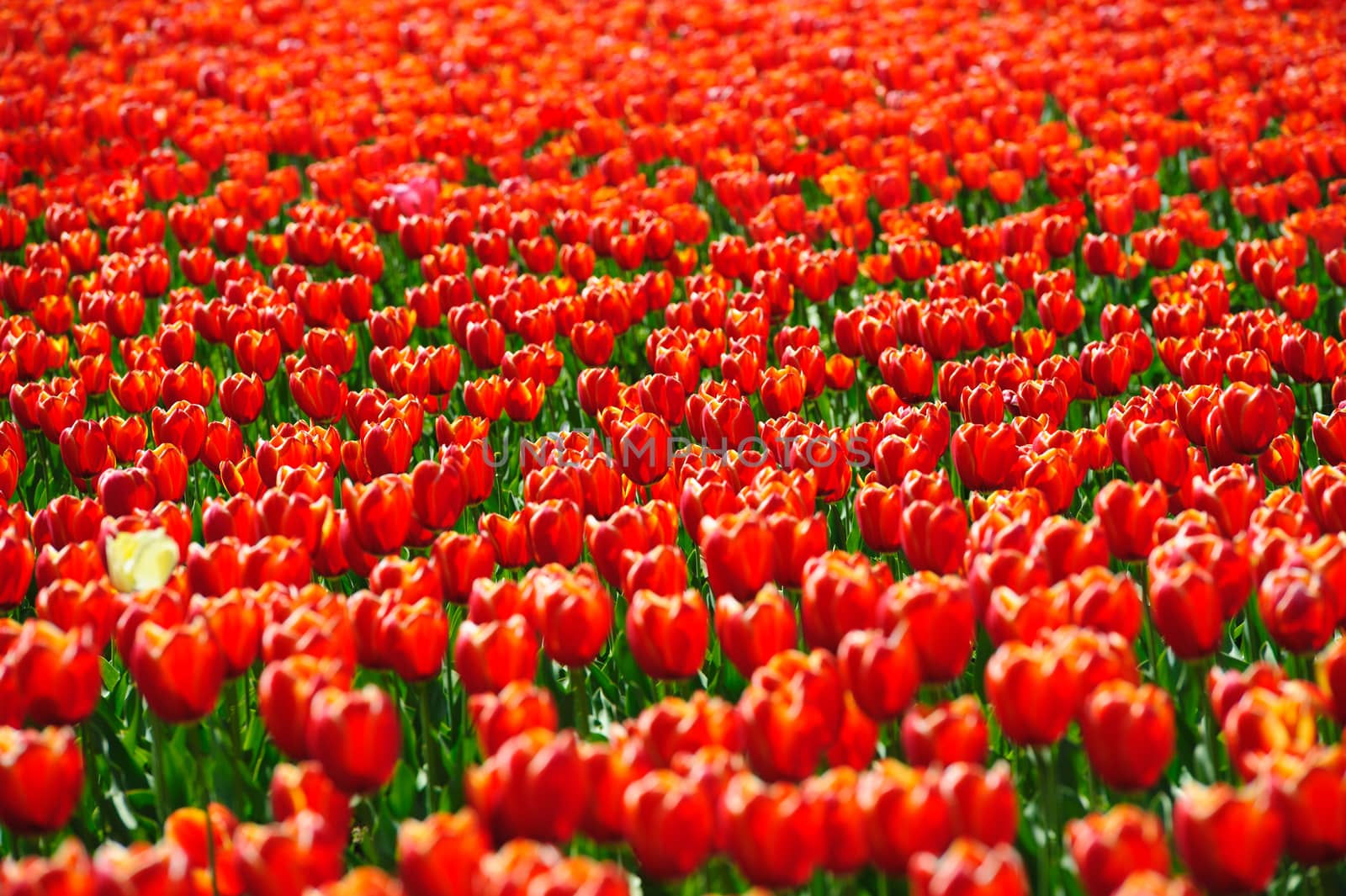 Beautiful tulips fields during the springtime