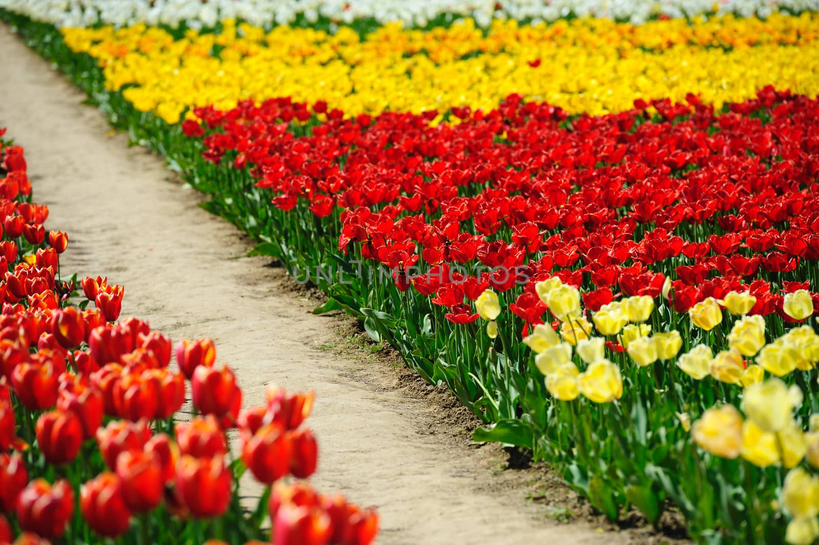 Beautiful tulips fields during the springtime