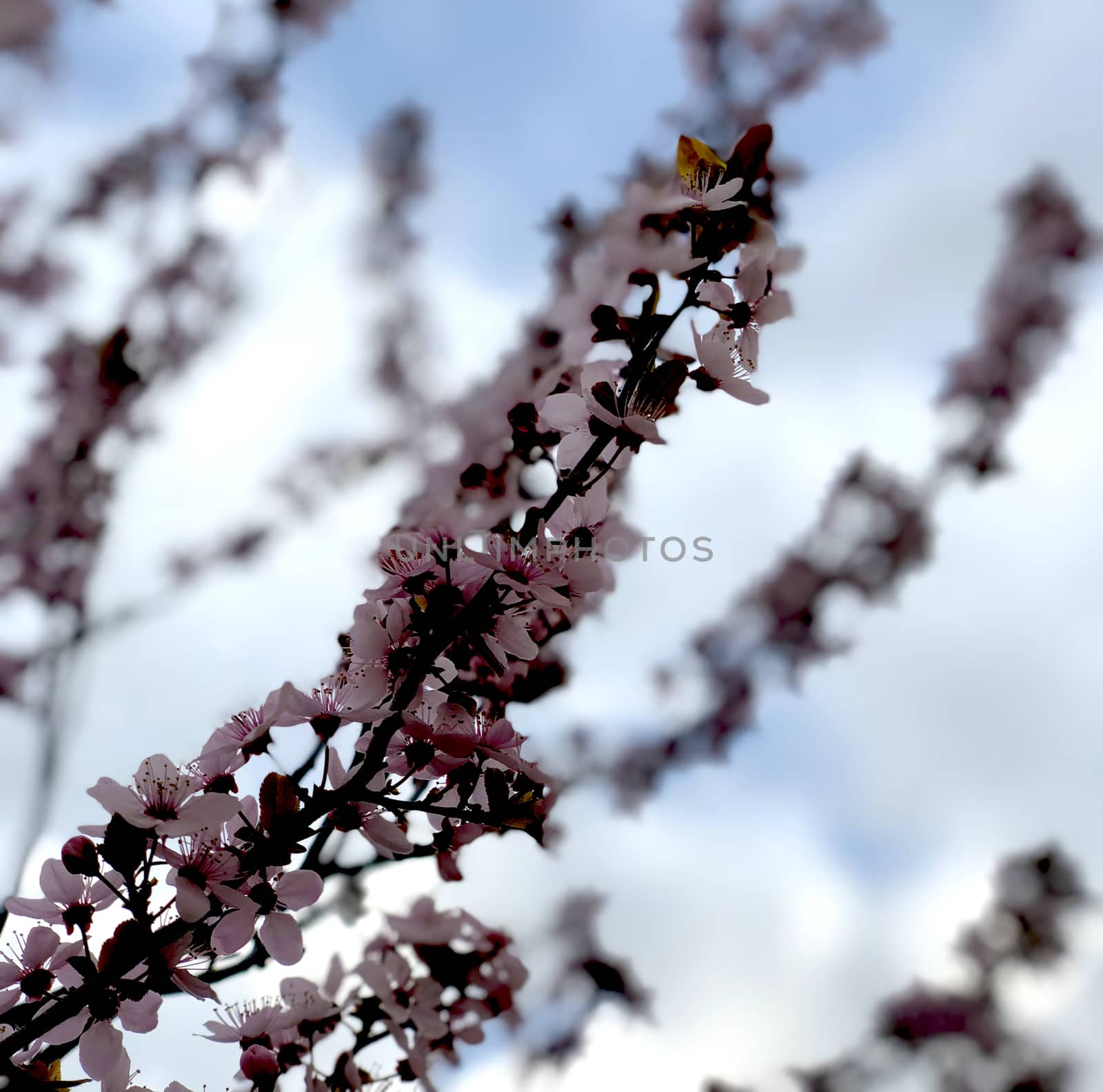 pinlk blossom peach blooming in the spring