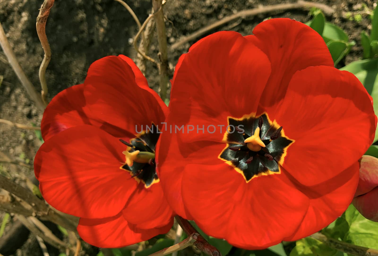 red tulip in full bloom by F1b0nacci