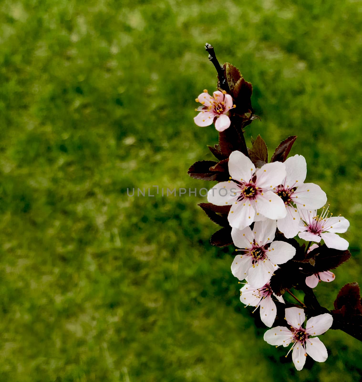 pinlk blossom peach blooming in the spring on grass by F1b0nacci