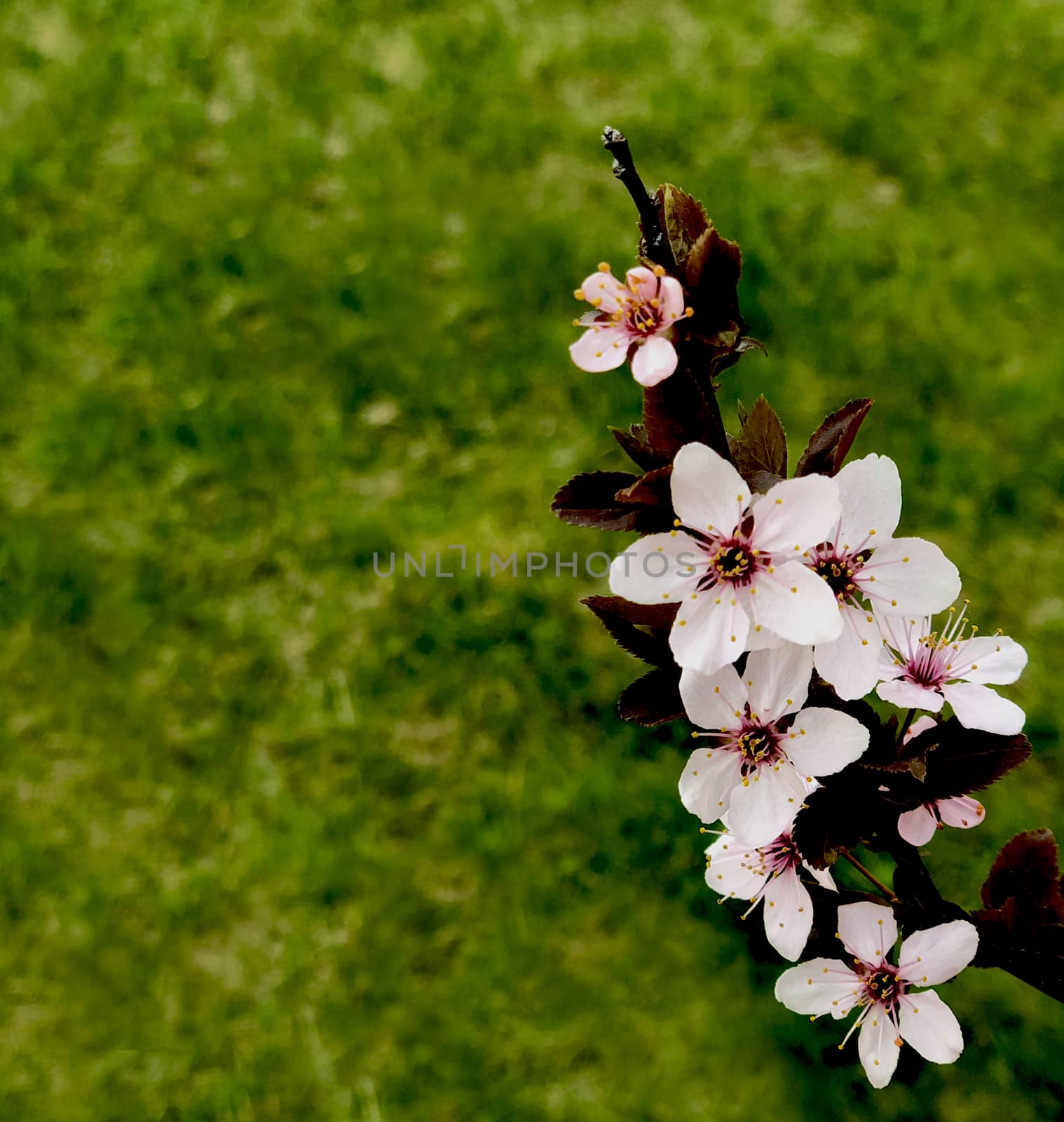 pinlk blossom peach blooming in the spring on grass background fresh