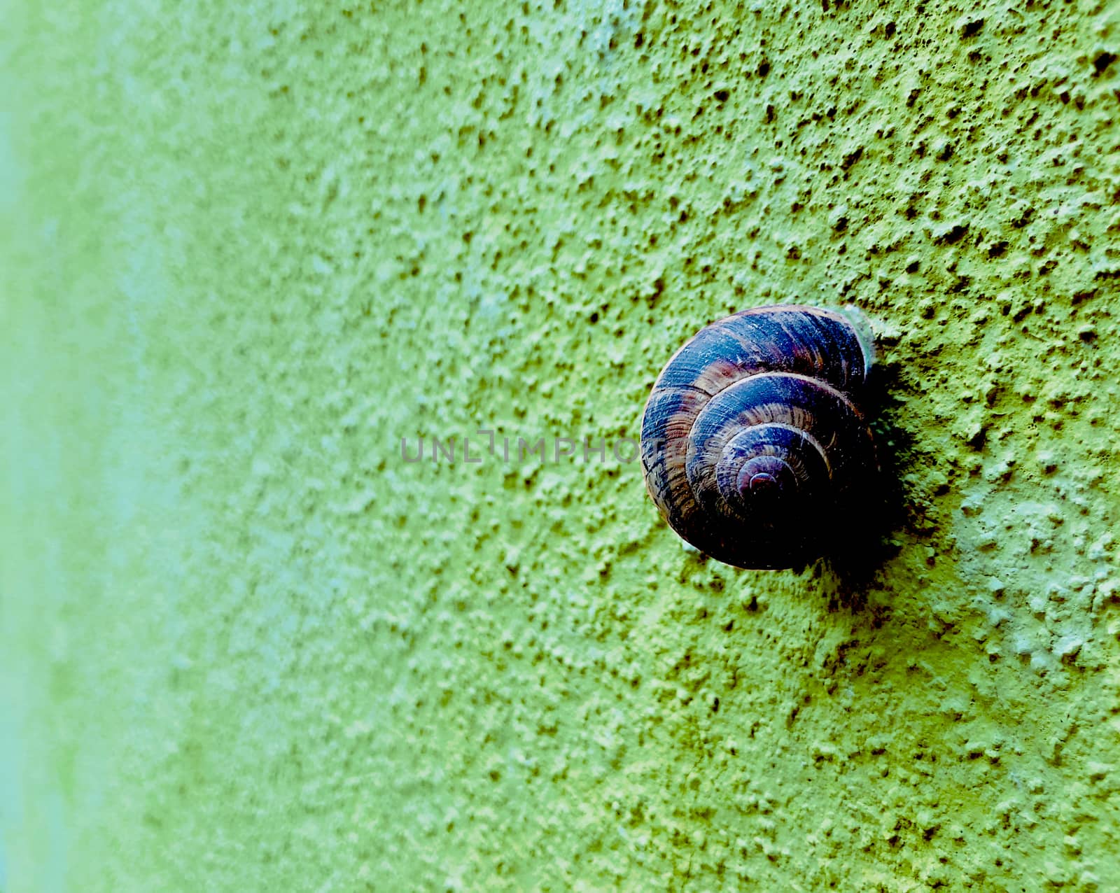 snail on a bumpy colorfull wall close up concept