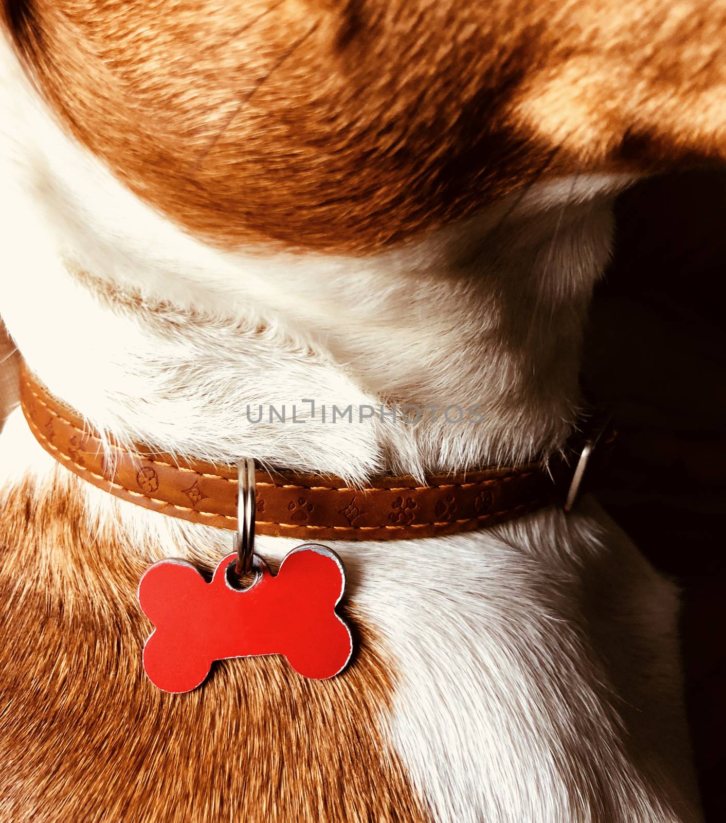 dog pet name concept on a red metal label on a leather brown leash full collor jack russel terrier