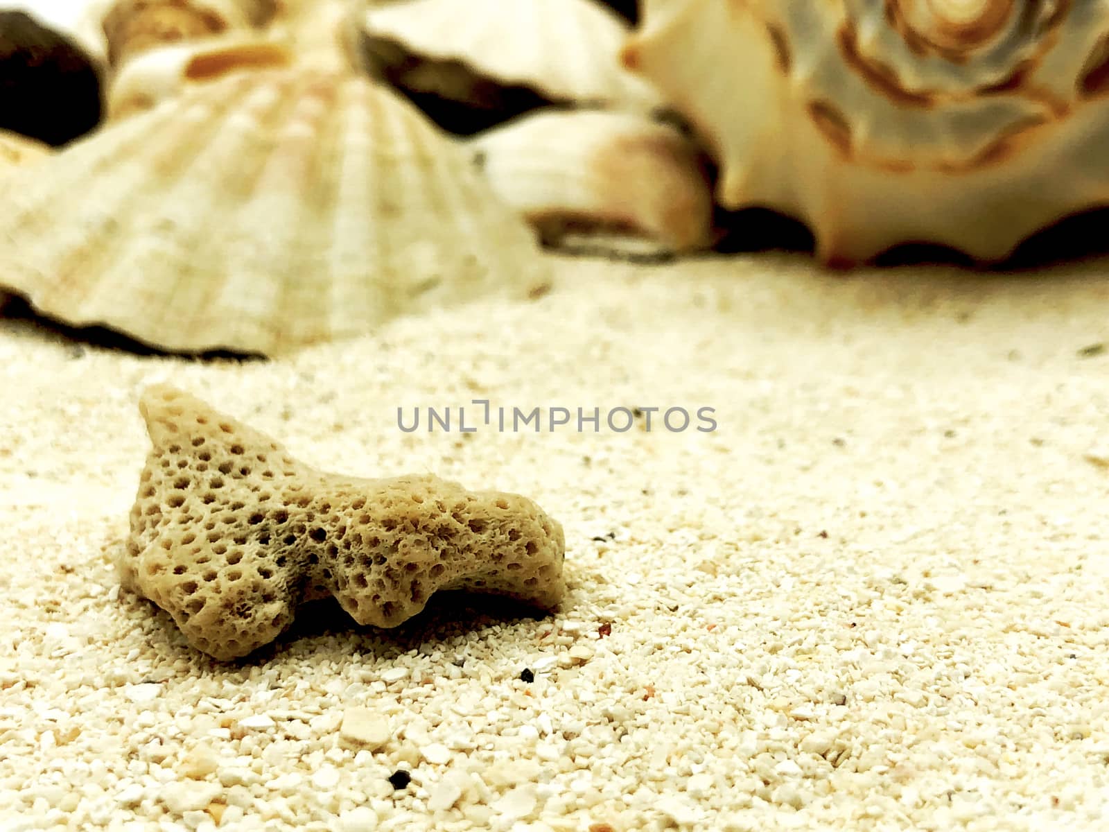 coral closeup on sand summer beach season sunny closeup concept with shell background
