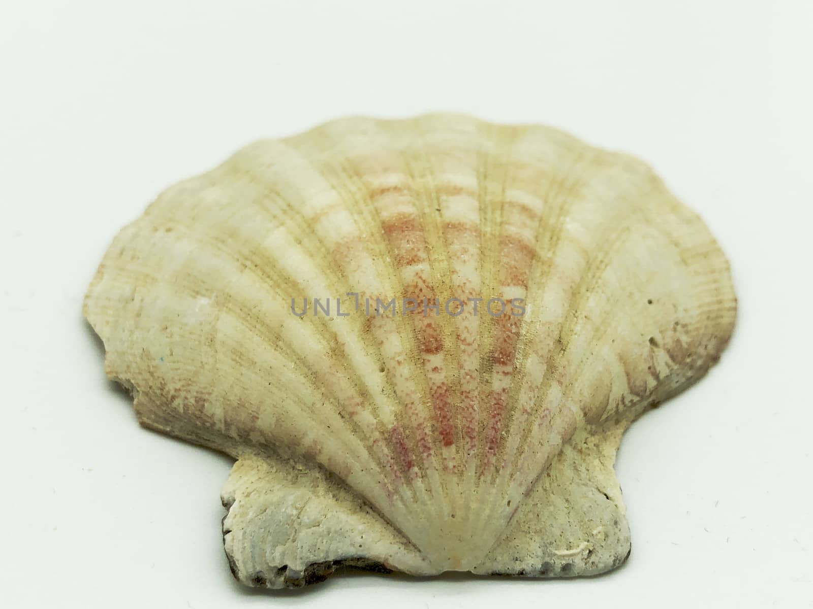 huge ocean sea shell closeup white background isolated spa relax season vacation 
 by F1b0nacci