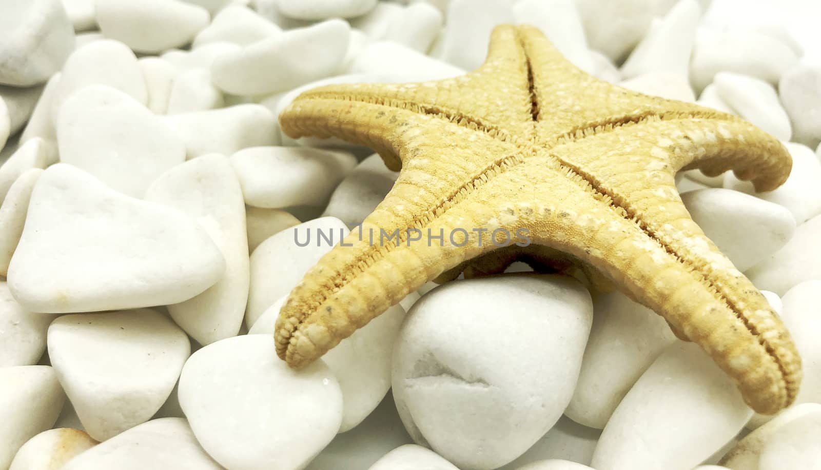 huge ocean sea shellfish closeup white on stones perspective isolated spa relax season vacation by F1b0nacci