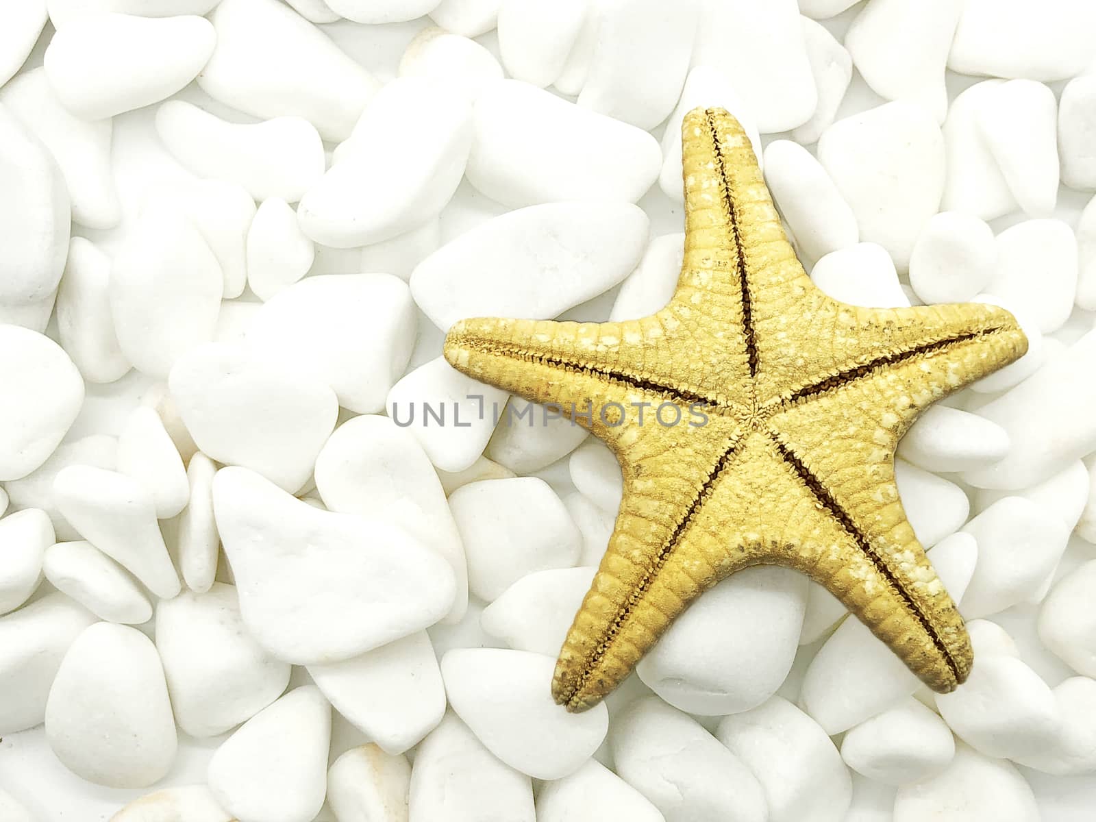 huge ocean sea starfish closeup white on stones isolated spa relax season vacation  by F1b0nacci