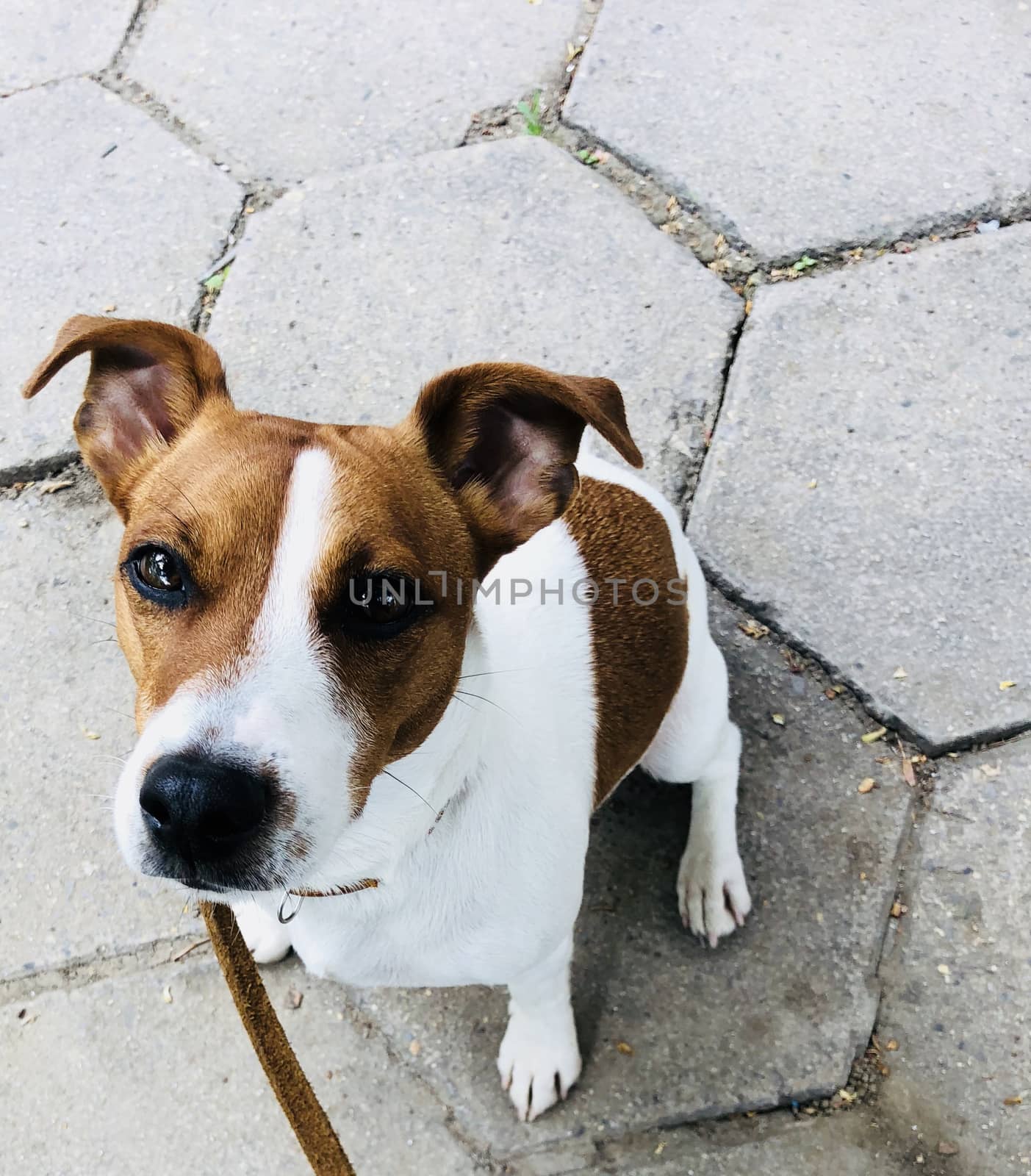 Jack russel dog pet white and brown on a leash feeling bored