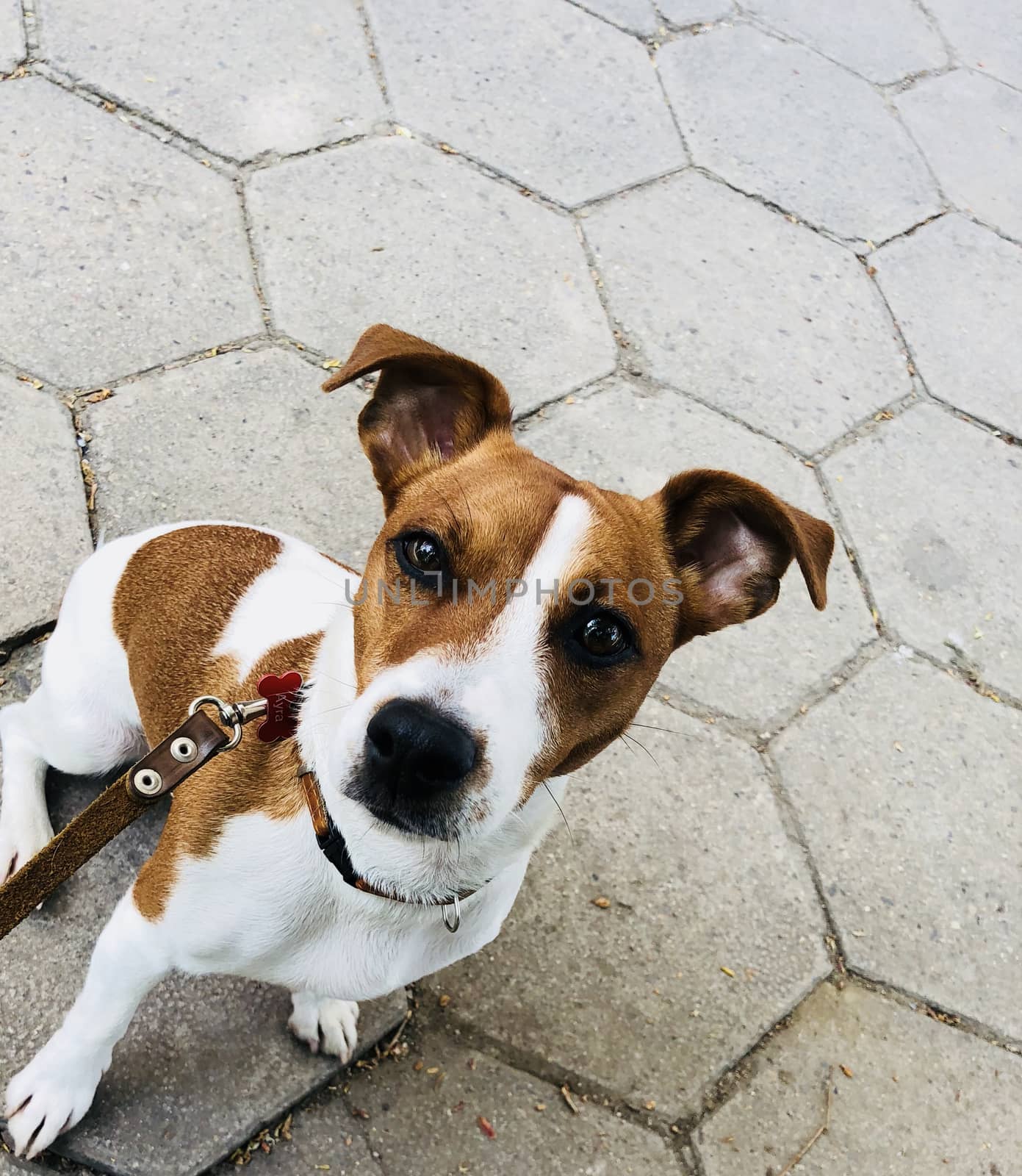 Jack russel dog pet white and brown on a leash waiting