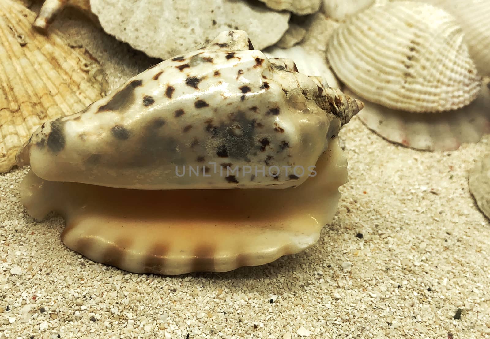 ocean sea shell closeup on sand summer season sunny closeup concept   by F1b0nacci