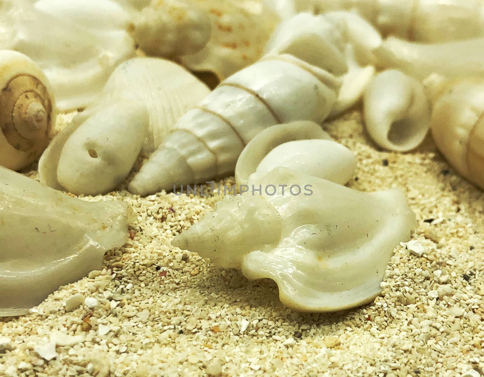 ocean sea shellfish  closeup on sand texture detail summer season travel beach concept