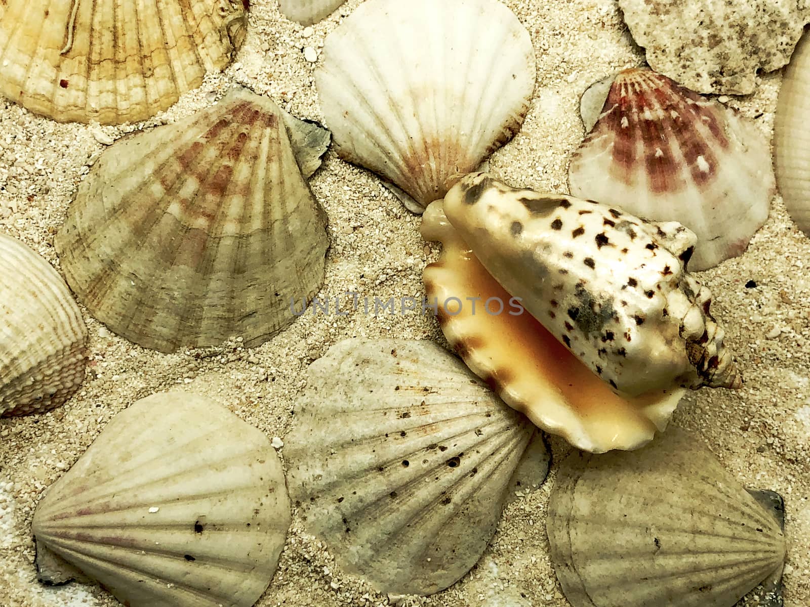 ocean sea shellfish and shells closeup on sand detail summer season travel beach concept