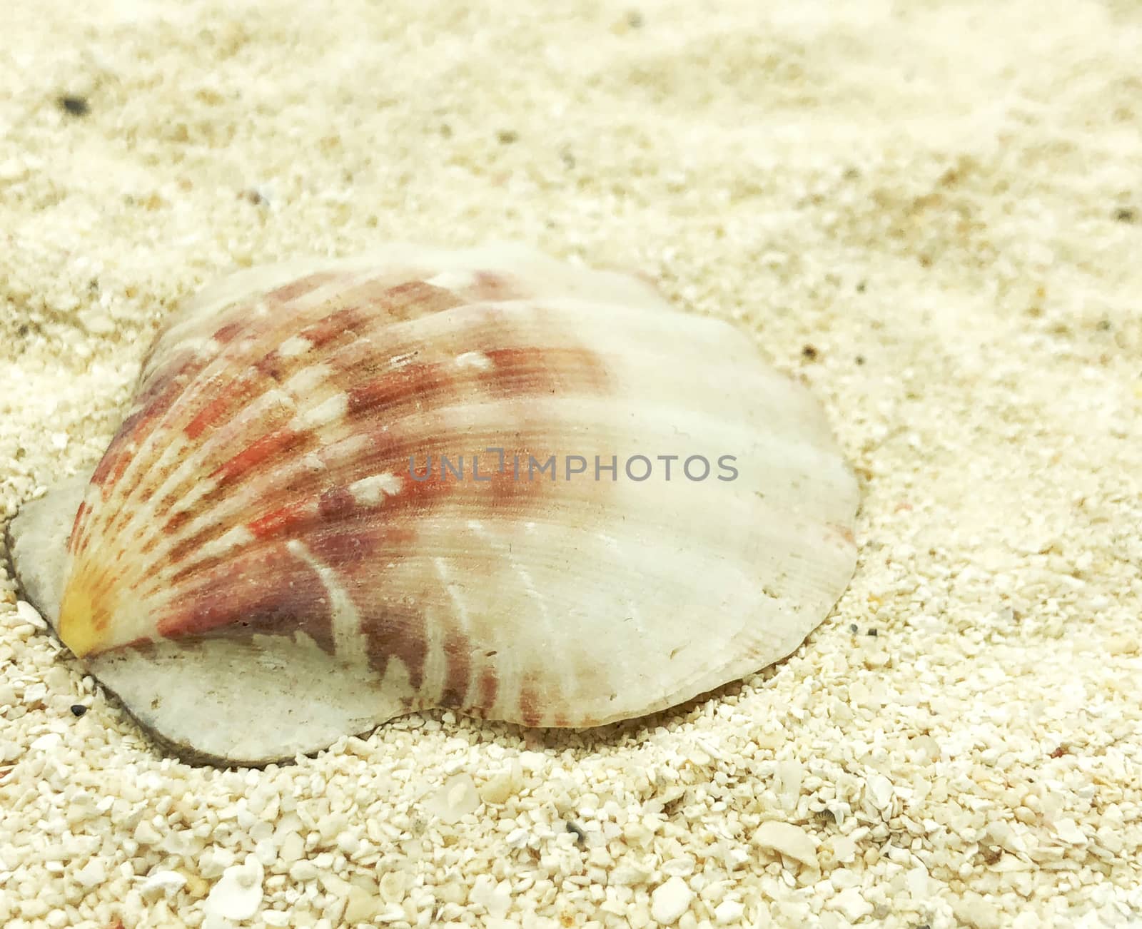 ocean sea shell closeup on sand summer season sunny closeup concept