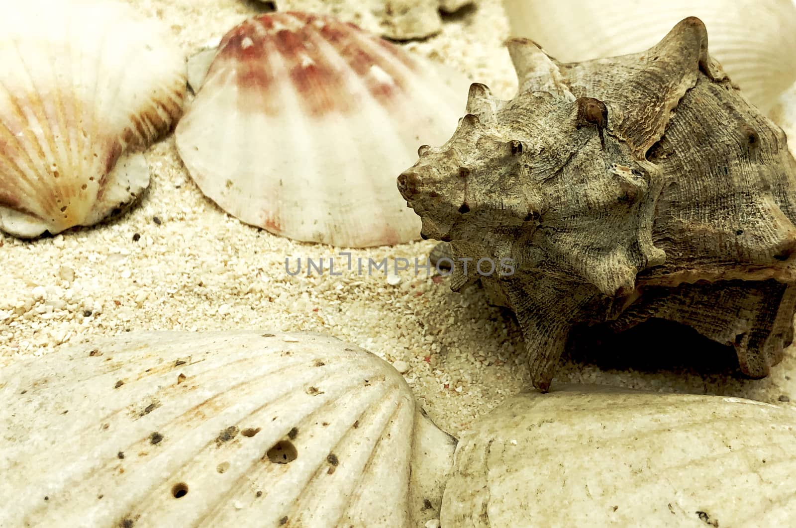 ocean sea shellfish and shells closeup on sand texture detail summer season travel beach concept