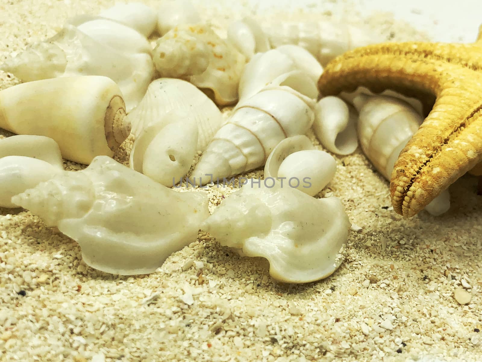 ocean sea shellfish and starfish closeup on sand texture detail summer season travel beach concept