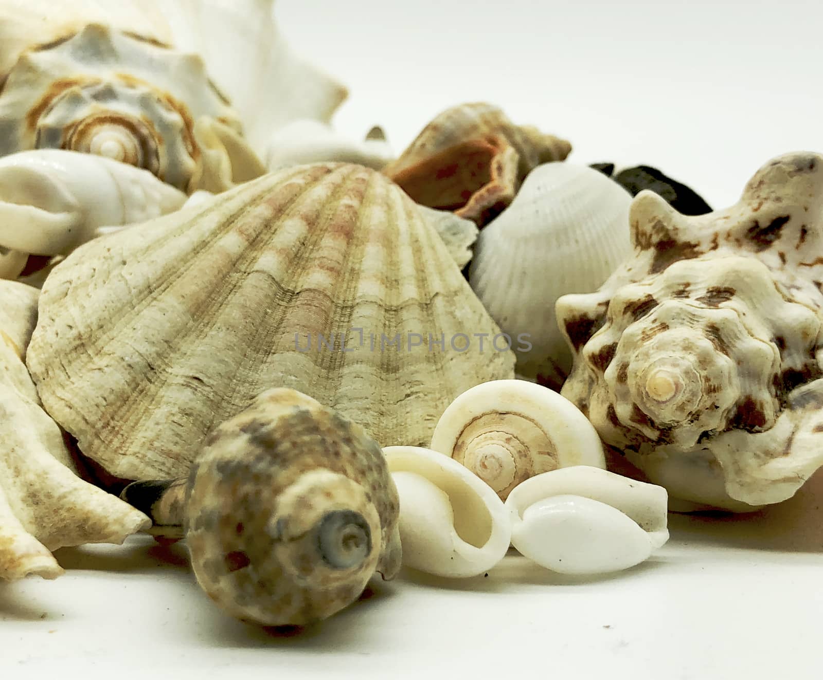 ocen sea shell starfish  shellfish summer season beach travel vacation closeup  by F1b0nacci